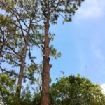 photo17