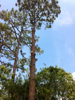 photo17