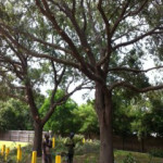 photo36